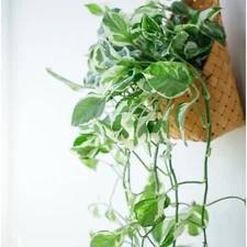 Pothos ‘Pearls and Jade’ – 3 Cuttings – 4”-5” Devil’s Ivy Indoor House Plant