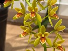 New ListingCymbidium Pee Wee ‘Gold Coins’ 4n Cascading Pendulous Orchid 2 Gal Pot Fragrant