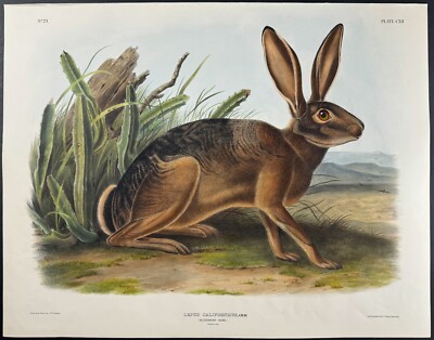 Antique 1847 Audubon Quadrupeds  Lithograph by J.T. Bowen Californian Hare 