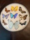 Vintage Collection of Mounted Butterflies In Framed Glass. — photo 2