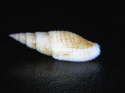 MITRA "DOMIPORTA" GRANATINA: RARE HAW'N FORM @ 19.35MM! MUCH MORE SLENDER!