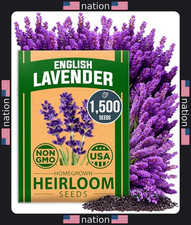 English Lavender Seeds - Non-GMO, 1,500 Seeds for Indoor/Outdoor Planting