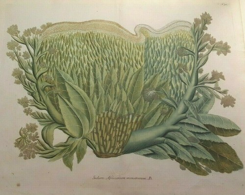 Phytanthoza Iconographia - by Bartholomew Seuter (1678-1754) - CA 1740 - Picture 7 of 7