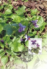 CROATIA (HRVATSKA) - 2004  FLOWERS  Maximum Card With First Day Cancellation !!!