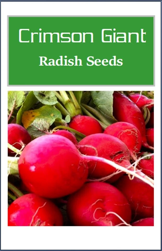 Semillas de rábano gigante carmesí | NO TRANSGÉNICO | reliquia | semillas frescas de jardín Foto 2 de 2