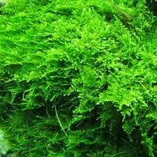 Willow Moss Fontinalis Antipyretica BUY 2 GET 1 FREE  Easy Live Aquarium Plants