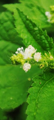 Image of Beautiful White Jungle Flower in Natural Photographs #35
