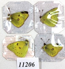 Pieridae Colias hyale 4 pcs /11206/  Zmyiv reg,Kharkiv Ukraine