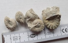 4 x unpräp. Sutneria platynota - Malm gamma  - Bischberg - alte Sammlung 