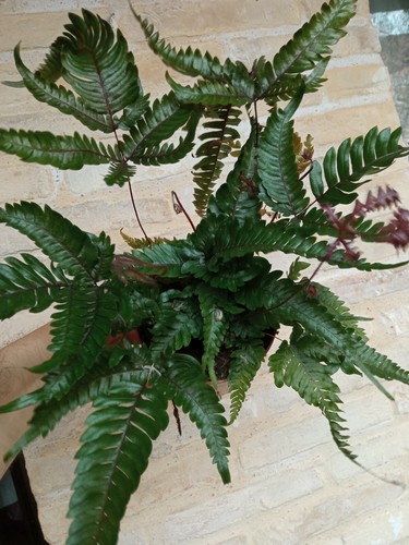 Helechos Pack 5 plantas surtidas de interior Helecho Varens Pteris surtidas lote - Imagen 6 de 24