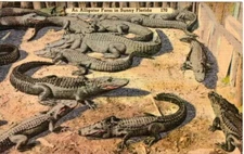 Vintage Postcard AN ALLIGATOR FARM IN SUNNY FLORIDA 1940's Linen Postcard NOS