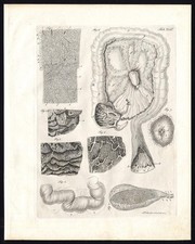 Antique Print-SPLANCHNOLOGY-VISCERA-DIGESTION ORGANS-Richter-Schroter-1834