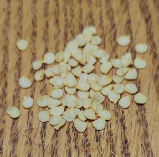 25+ Red Hot Cherry Pepper Seeds eBay