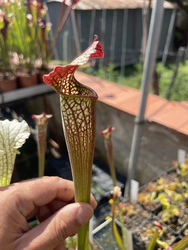 Pianta carnivora ‘RARE’ Sarracenia Aerolata “Super Color” Torba Dionea Fiori - Foto 2 di 3