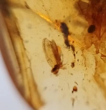 100 MILL. YEARS OLD BURMITE AMBER WITH UNIDENTIFIED INSECT (ABR13/15)