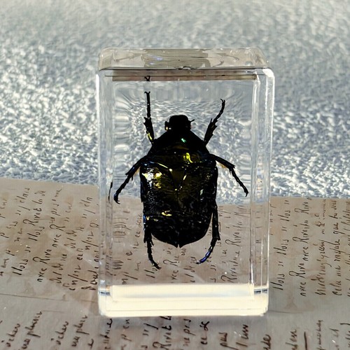 1pc Resin Real Insects Specimens Colorful Bugs Cricket Shrimp Beetles Ornaments - Foto 14 di 17