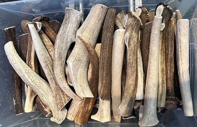 CHEAPEST! One Pound-Whole ELK Antler Dog Chews Treats Crafts MEDIUM/LARGE