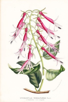 Siphocampylus Penduliflorus Venezuela flowers botany botanical litho Houtte