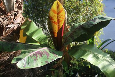 Musa sikkimensis Red Tiger, Darjeeling Banana - 5 Semi