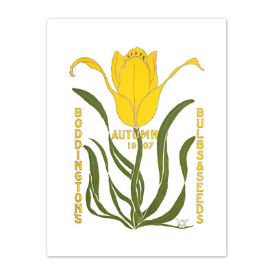 Boddingtons Blumenzwiebeln Samen Herbst 1907 Leinwanddruck 30x40 cm