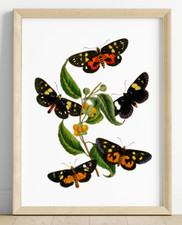 Butterfly Wall Art Print, Butterflies Print, Wall Art Decor, Nature Print 954