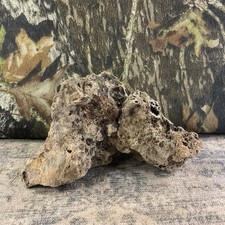 Missouri Natural Fossilized Coral Stone Terrarium Aquarium