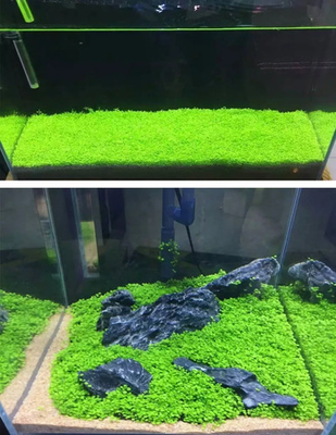 #ad 200 Pcs Aquarium Carpet Plant Seeds Aquatic Grass for Fish Tank Decor $7.99