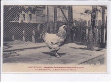 SAINT-ETIENNE: exposition des éleveurs amateurs de la loire coq brahma-poutra