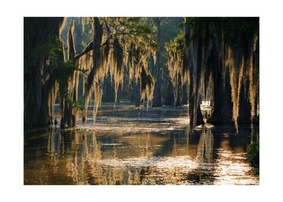 Swamp Landscape Backdrop Bald Cypress Trees and Spanish Moss Rainforest Photo...