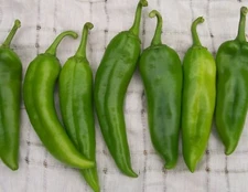 25 HATCH RATTLESNAKE PEPPER SEEDS ~ heirloomseedguy ~ 2026 ~ NON-GMO