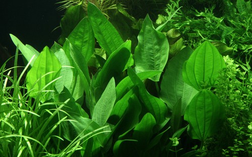 Live Aquarium Aquatic Plants Disease Free Shrimp & Snail Safe Aquascape EU Grown - Picture 20 of 35