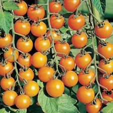 Tomato Ambrosia Gold COMBINED SHIPPING RARE DELICIOUS PROLIFIC  ORGANIC SEEDS