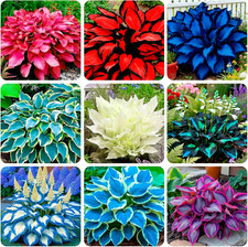 345+ USA PERMIUM Rare Hosta Seed for Planting Outdoors Garden Flowers