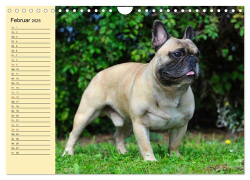 Französische Bulldogge - Clown auf 4 Pfoten (Wandkalender 2025 DIN A4 quer), CAL - Bild 5 von 9
