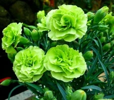 100 Bright Green Carnation Seeds Dianthus Flowers Seed Flower Perennial 302