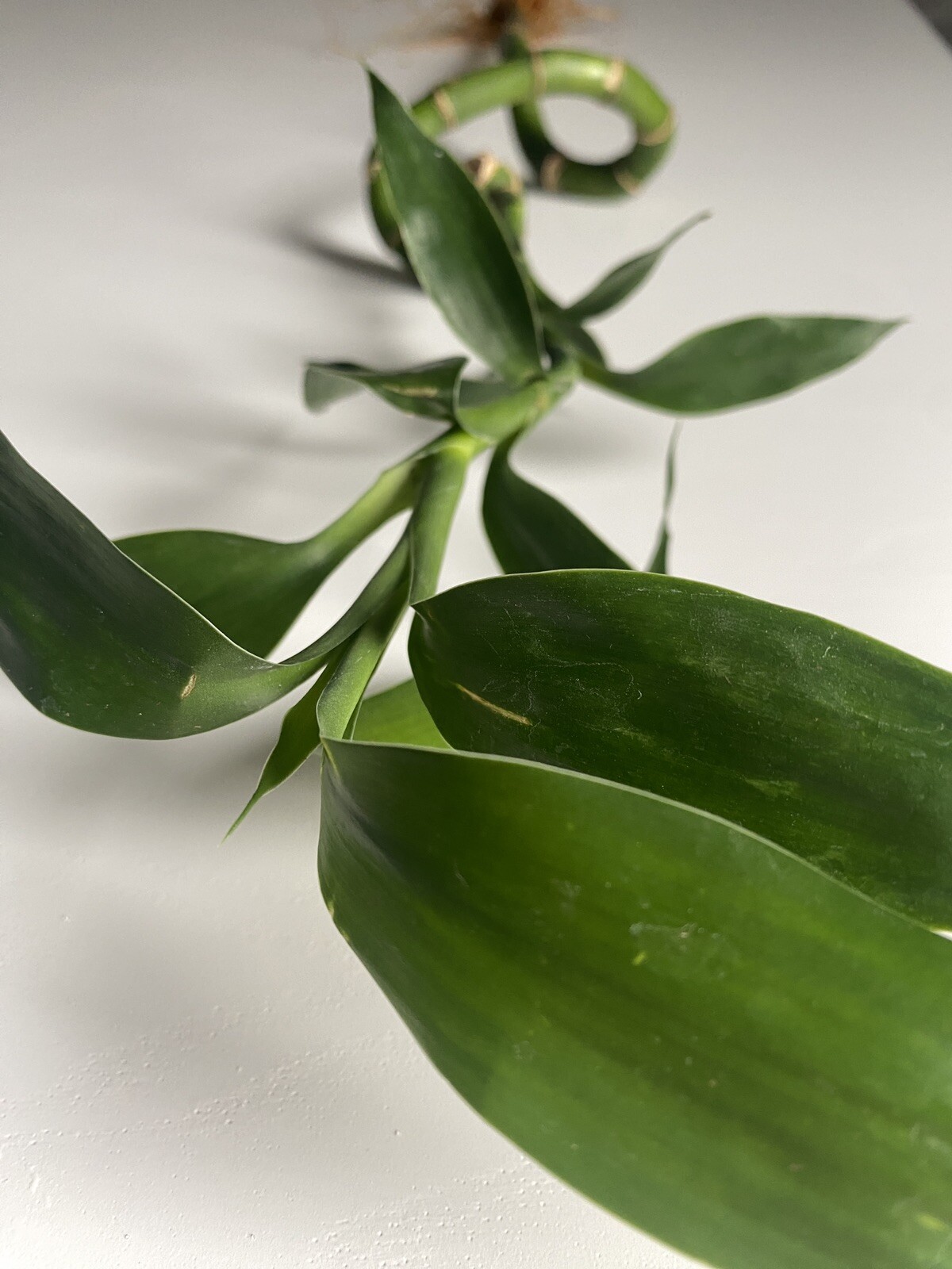 Unique Bamboo Spiral Stalk Live Plant For Terrariums, Vivariums, Home, & Garden!