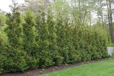Live American Pillar ARBORVITAE Tree + THUJA Occidentalis - [Quart
