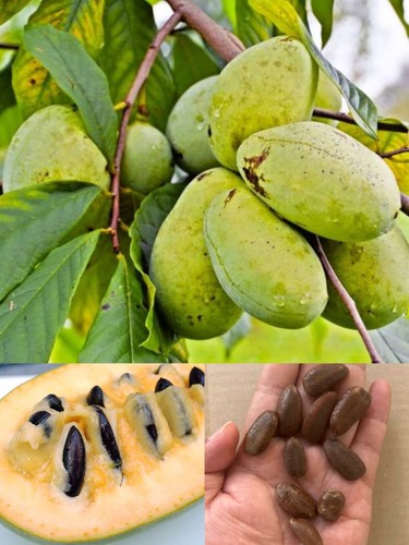 10 Pawpaw Seeds for Planting – Asimina triloba Tree Seeds, Rare Paw Paw ...