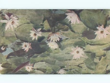 1953 postcard WHITE WATER LILY FLOWERS : make an offer k4762