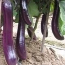 250+ Eggplants Seeds - Long Purple Eggplants Asian Vegetable USA