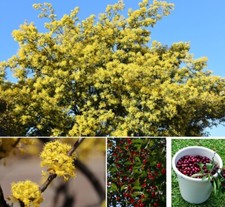 winterharter Wildkirsche Baum Bäume schnellwüchsige Pflanzen Exot für den Garten