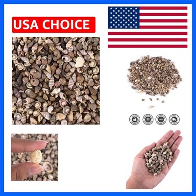 Tiny Seashells Collection: 500 Assorted Marine Life for Crafts & Decor