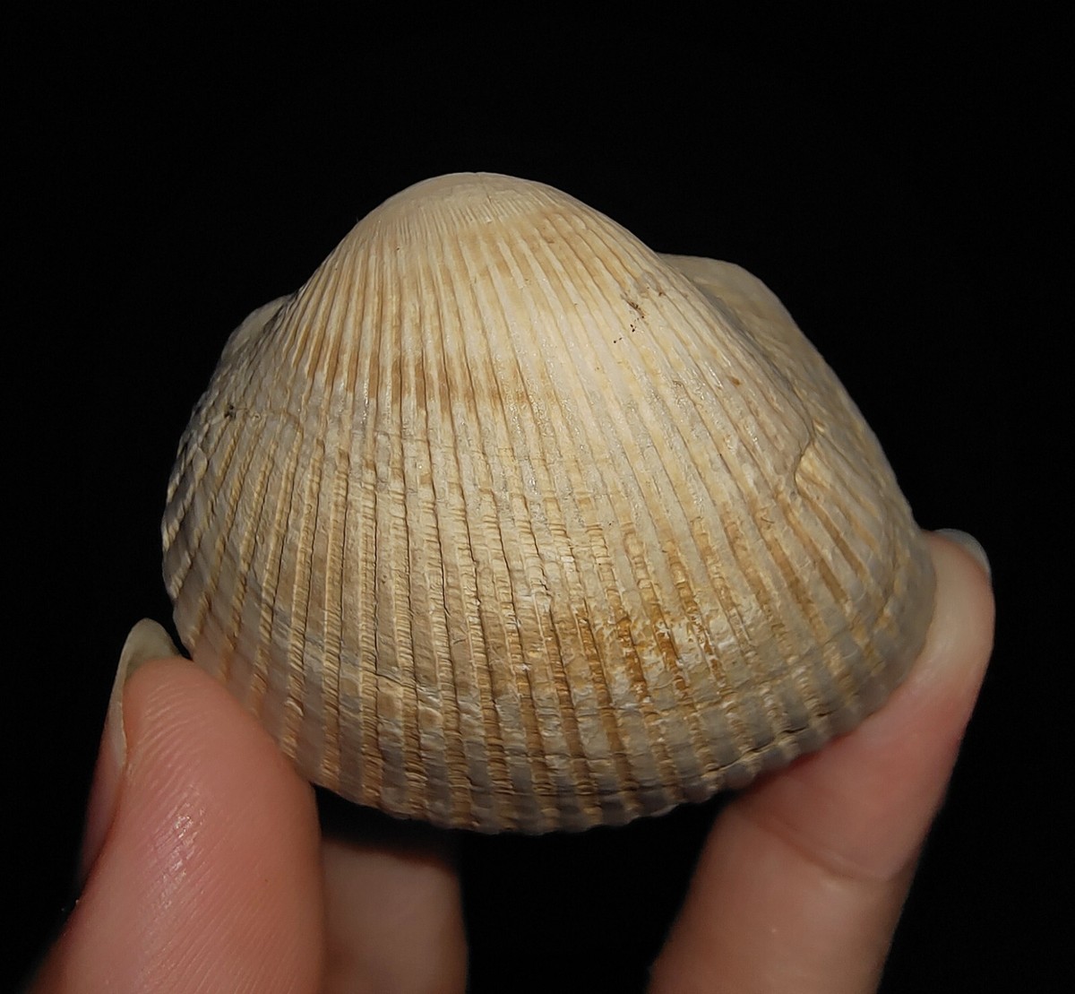 005, SEASHELL MOLLUSCA, CLAM FOSSIL, BIVALVIA ARCIDAE FROM