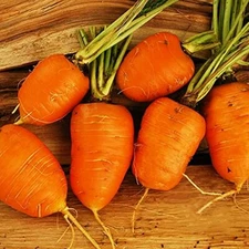 Oxheart Carrot Seeds | Heirloom / Non-GMO | Free Shipping | Seed Store | 1090