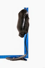 MINT OSSUR CHEETAH XPLORE FULL LENGTH RUNNING BLADE WITH SOCKET Sz 26/27 CAT 7