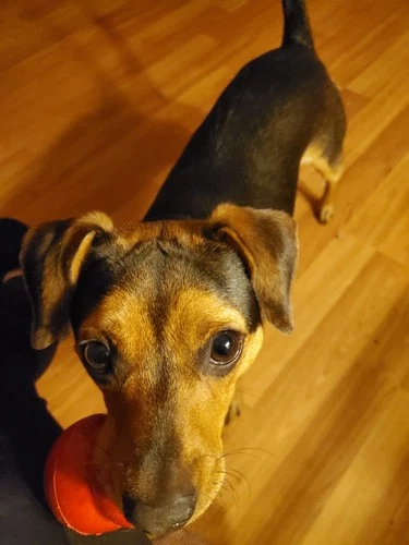 TY Beanie Baby 8.5" Plush Toy And Small Mcds Plush Collectibles - Vintage