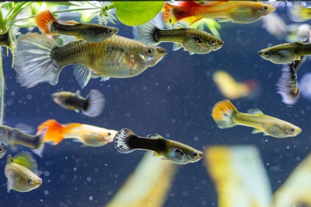 fancy guppy fish for sale