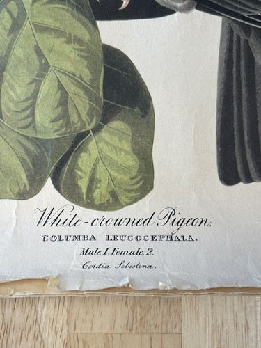 AUDUBON Birds of America 4er Set CAROLINA PAPAGEI SITZE 36 26 25 6 - Bild 3 von 20