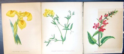 Original alter antiker Druck Hecke Wundkraut Wiese Witzling gelbe Iris
