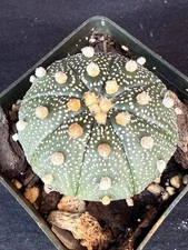 Astrophytum asterias, cactus plant